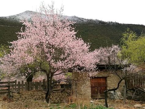 桃树风水|桃树 种植风水禁忌（全程干货）